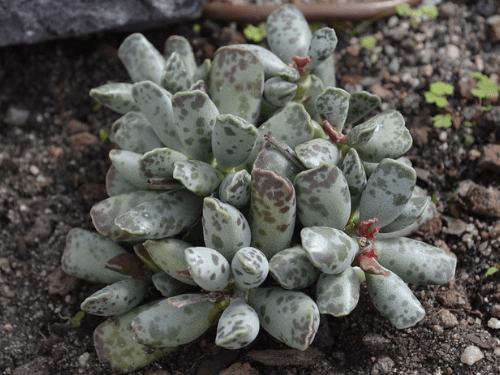 Plover Eggs Plant – Adromischus cooperi