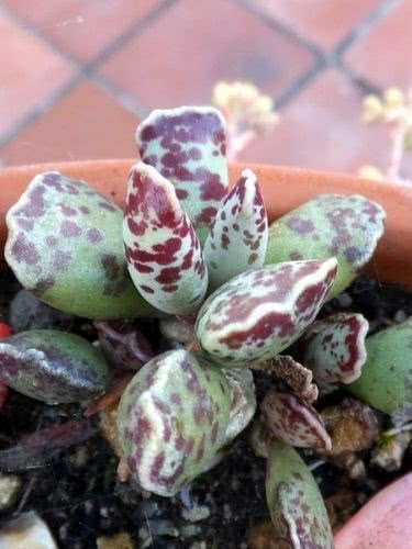 Plover Eggs Plant – Adromischus cooperi