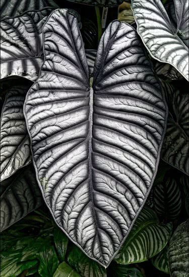 Elephant Ear Plant - Alocasia nebula