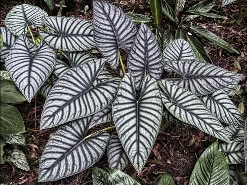 Elephant Ear Plant - Alocasia nebula