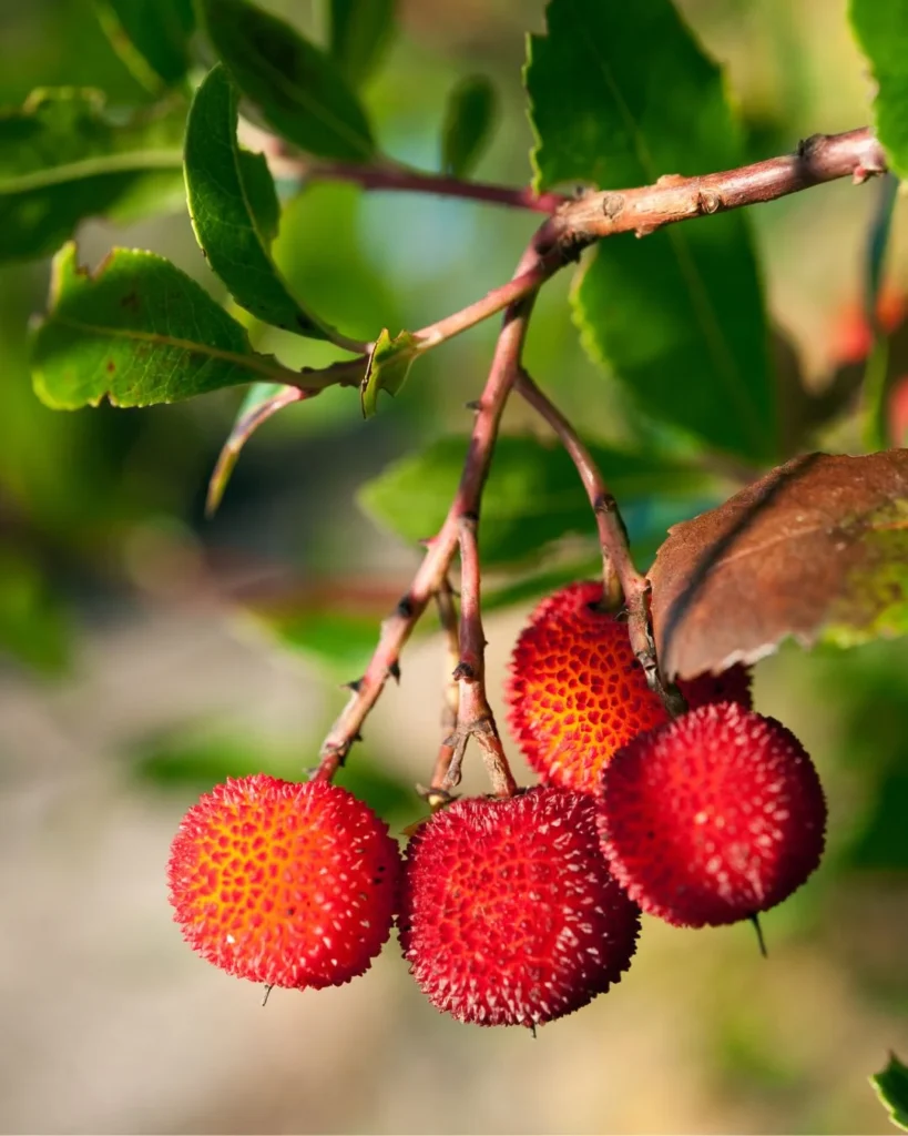 Arbutus unedo