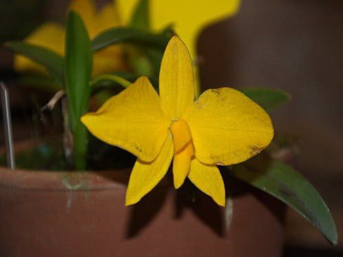 Yellow Sophronitis - Cattleya coccinea Flava