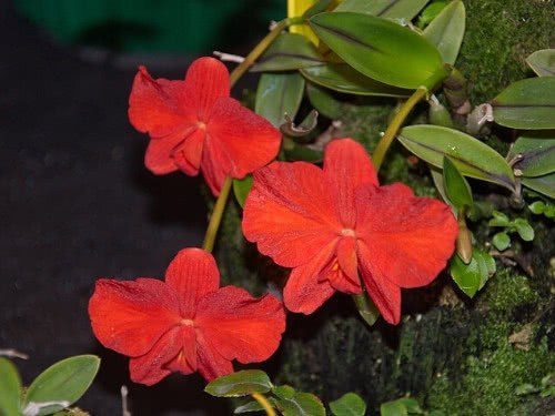 Scarlet Sophronitis - Cattleya coccinea
