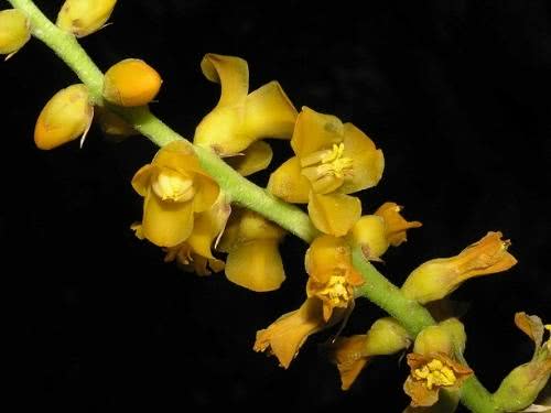 Sawblade – Dyckia brevifolia