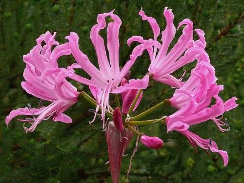 Guernsey Lily - Nerine sp