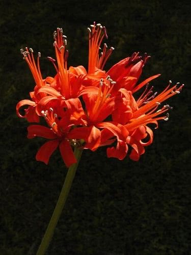Guernsey Lily - Nerine sp