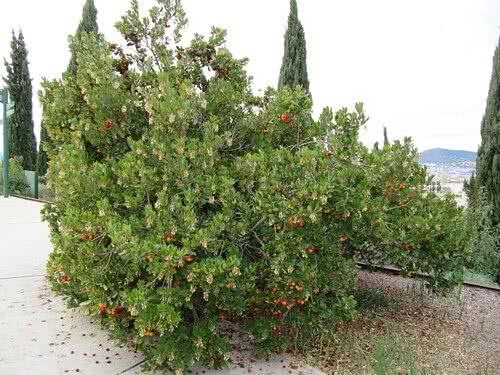 Strawberry Tree – Arbutus unedo