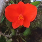 Cattleya coccinea