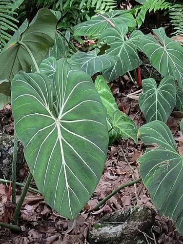 Velvet Philodendron - Philodendron gloriosum