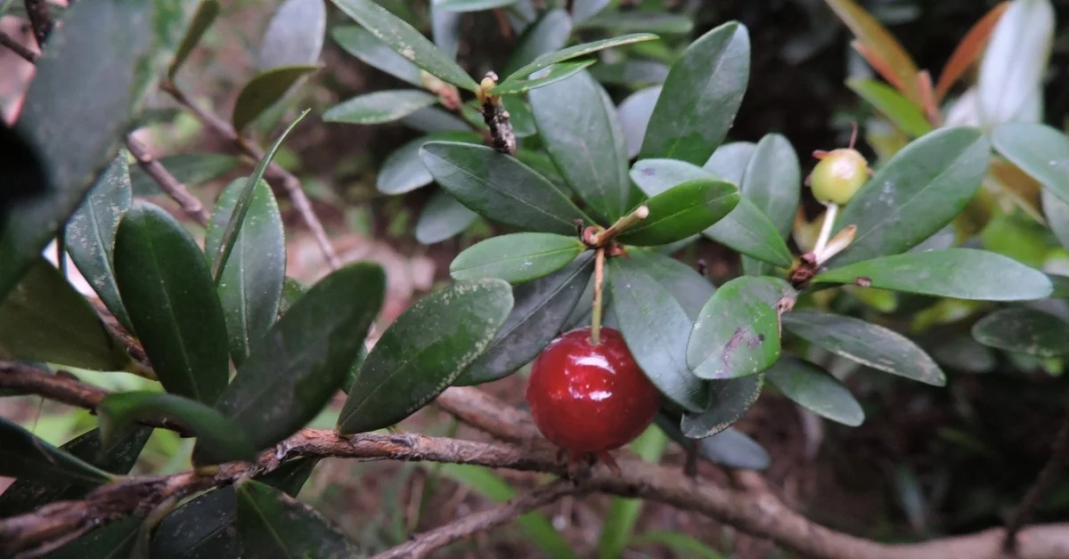 Dwarf Surinam Cherry - Eugenia mattosii