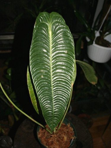 King Anthurium - Anthurium veitchii