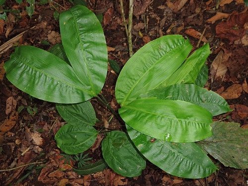 Split-leaf Cyclanthus - Cyclanthus bipartitus