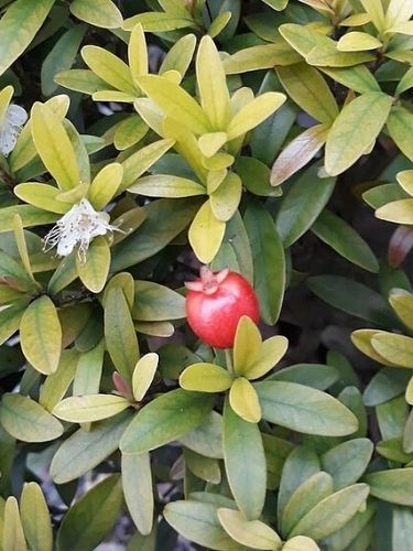 Dwarf Surinam Cherry - Eugenia mattosii