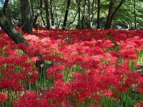 Red Spider Lily - Lycoris radiata