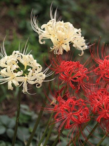 Red Spider Lily - Lycoris radiata