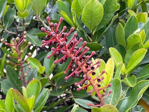 Norantea - Norantea brasiliensis