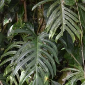 Philodendron elegans