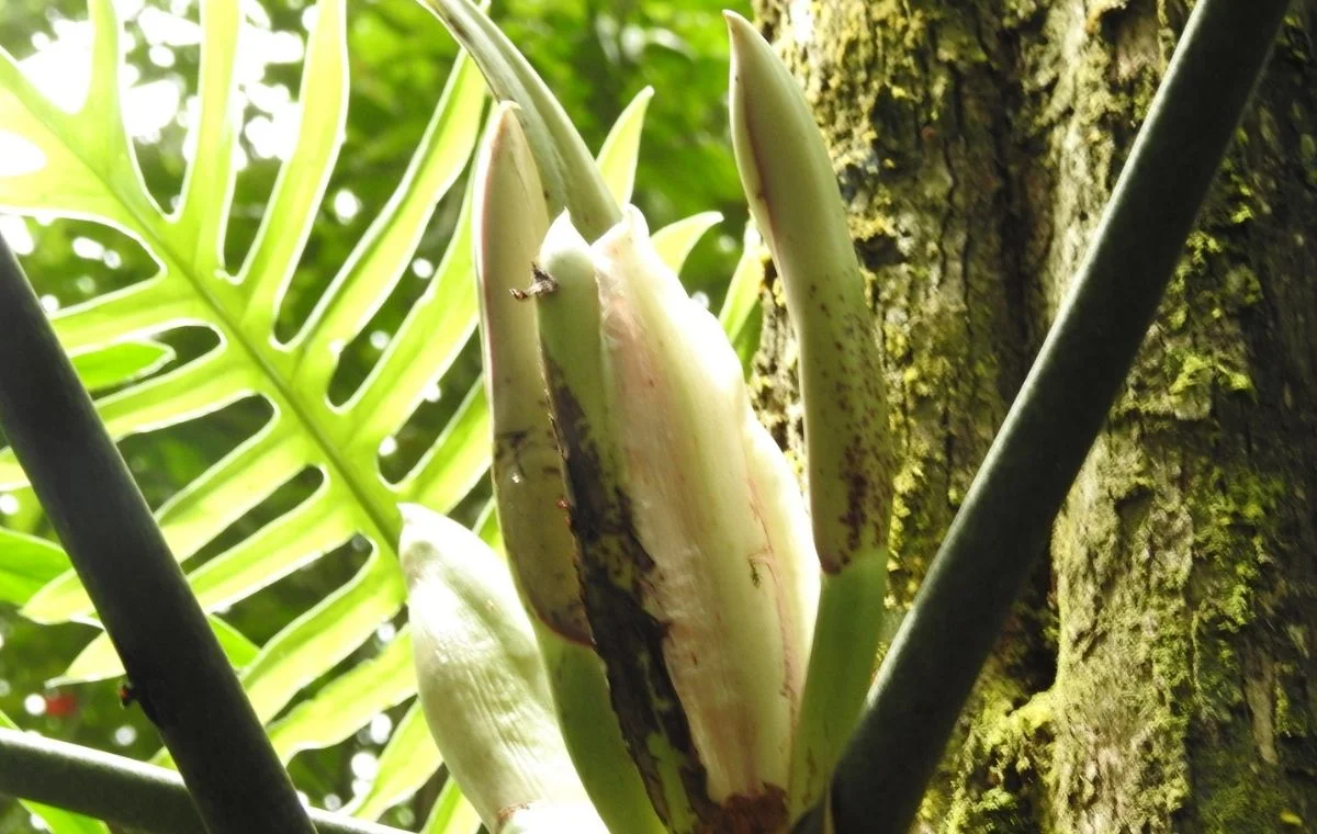 Philodendron elegans