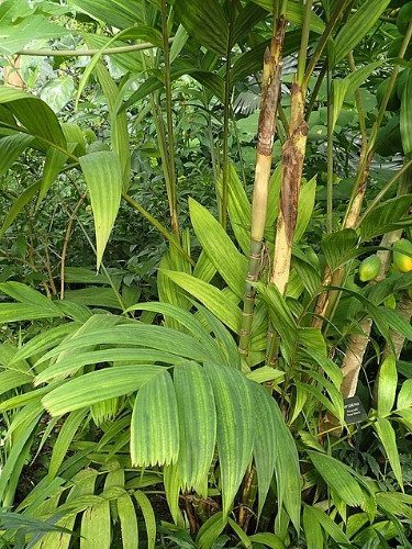 Ivory Cane Palm – Pinanga coronata