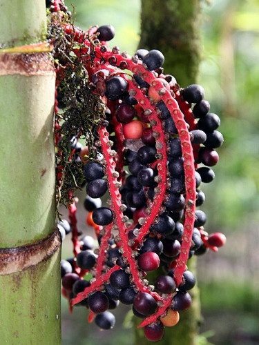 Ivory Cane Palm – Pinanga coronata - Fruits