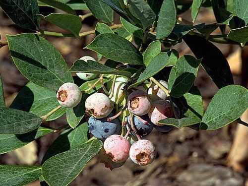 Rabbiteye Blueberry - Vaccinium virgatum