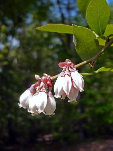 Rabbiteye Blueberry - Vaccinium virgatum