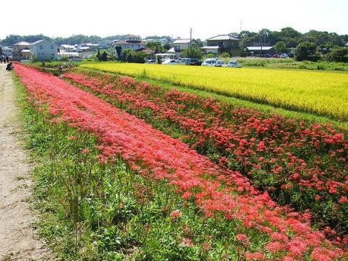 Red Spider Lily - Lycoris radiata