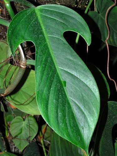 Fiddleleaf Philodendron