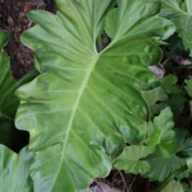 Thaumatophyllum undulatum