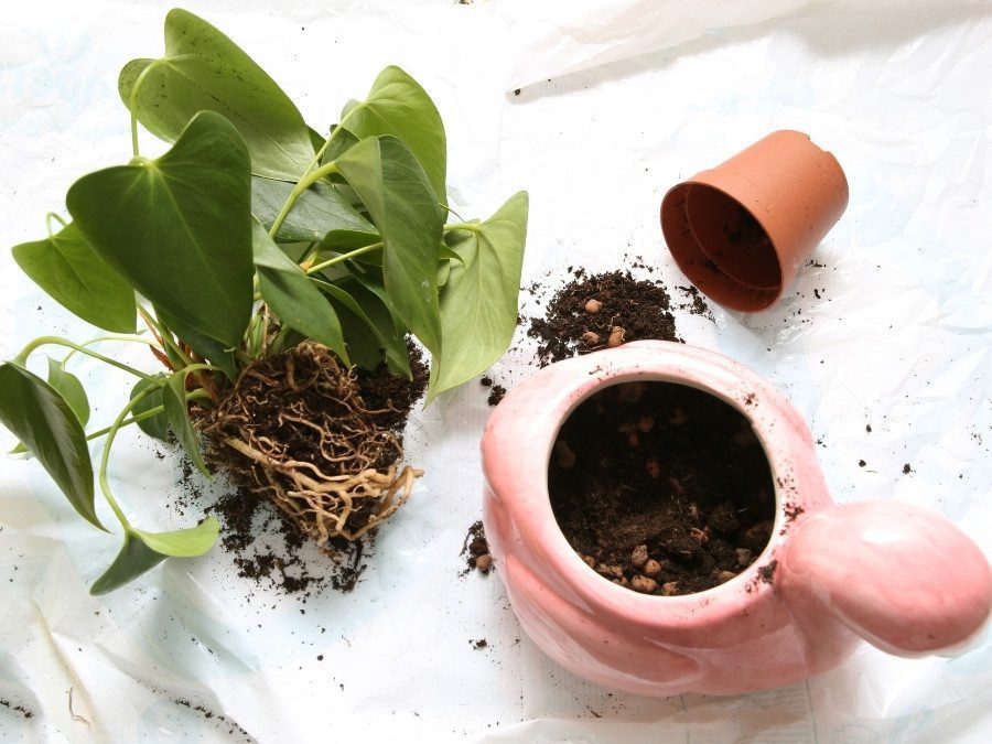 How to repot Anthuriums