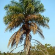 Macaw Palm – Acrocomia aculeata