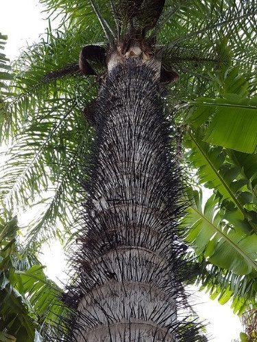 Macaw Palm – Acrocomia aculeata