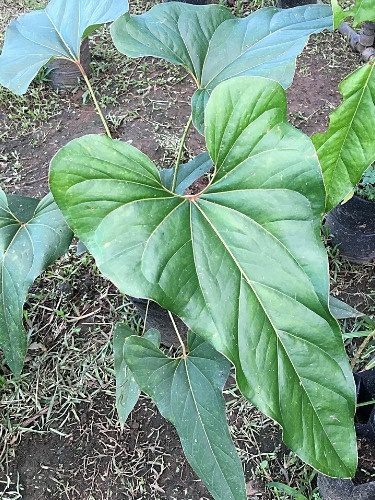 Anthurium Browni - Anthurium brownii