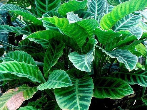 Zebra Plant - Goeppertia zebrina