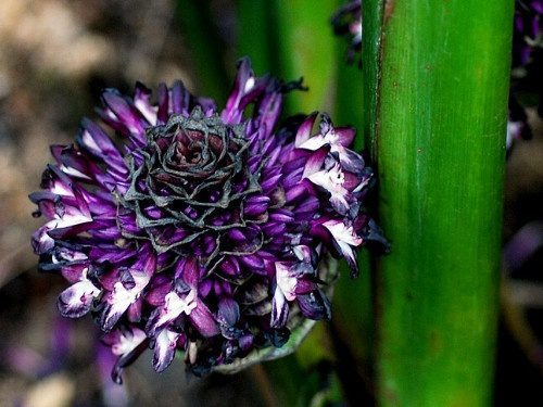 Zebra Plant - Goeppertia zebrina