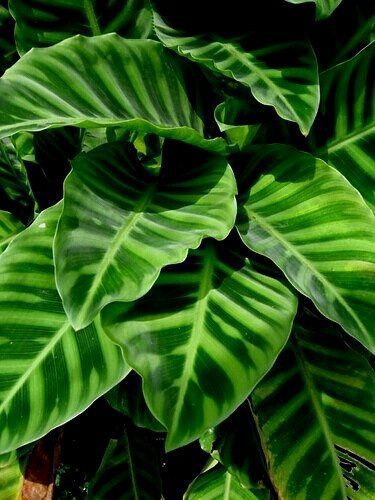 Zebra Plant (Goeppertia zebrina)