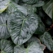Silver Leaf Philodendron - Philodendron sodiroi