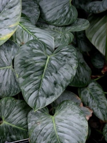 Silver Leaf Philodendron - Philodendron sodiroi