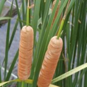 Southern Cattail - Typha dominguensis