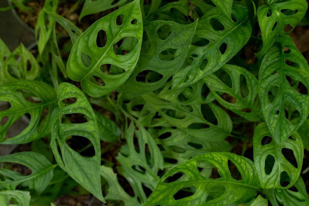 Monstera adansonii