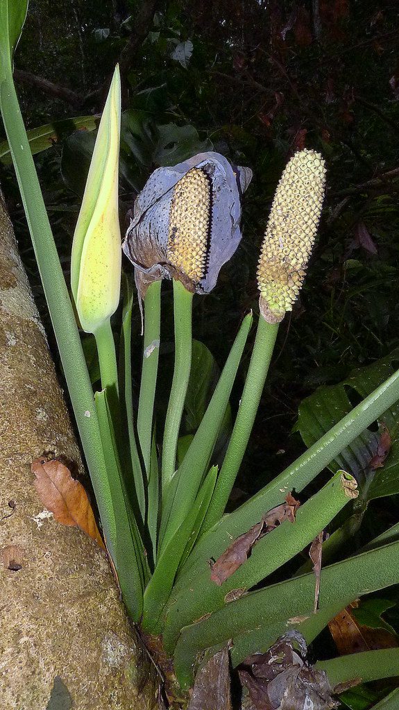 Inflorescence and Fruit Monstera adansonii