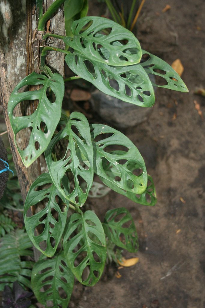 Monstera adansonii Swiss Cheese Plant