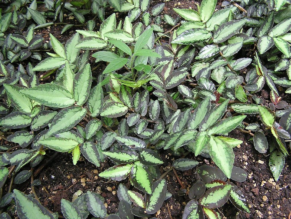 Trailing Watermelon Begonia - Pellionia repens