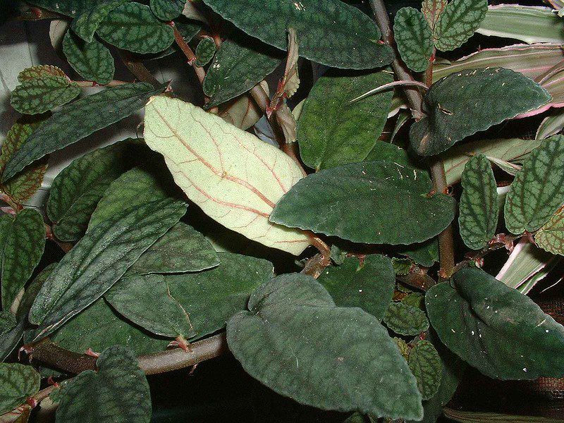 Trailing Watermelon Begonia - Pellionia repens pulchra