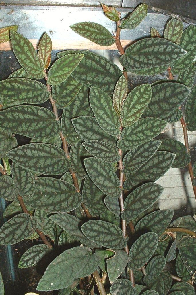 Trailing Watermelon Begonia - Pellionia repens pulchra
