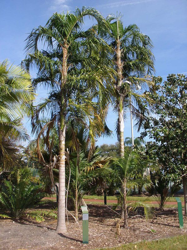 Pati Queen Palm - Syagrus botryophora