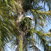 Pati Queen Palm - Syagrus botryophora