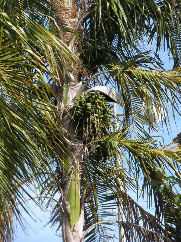 Pati Queen Palm - Syagrus botryophora