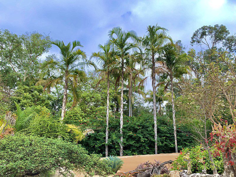 Pati Queen Palm - Syagrus botryophora