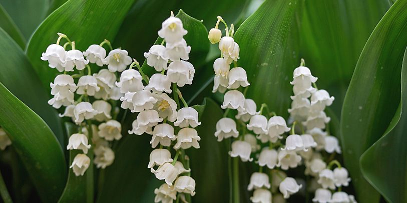 Lily of the Valley